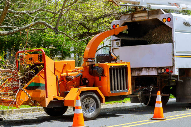 Best Tree Removal  in Brecksville, OH