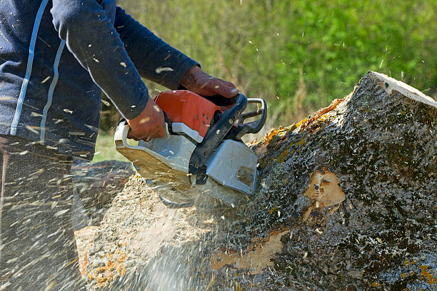 Best Hazardous Tree Removal  in Brecksville, OH